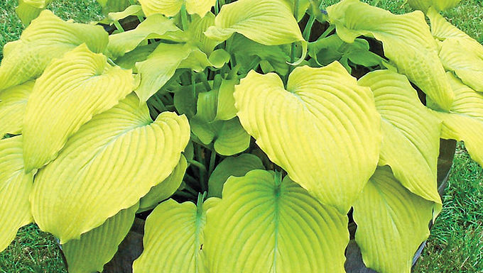 Hosta 'Banana Kid' BANANA KID HOSTA