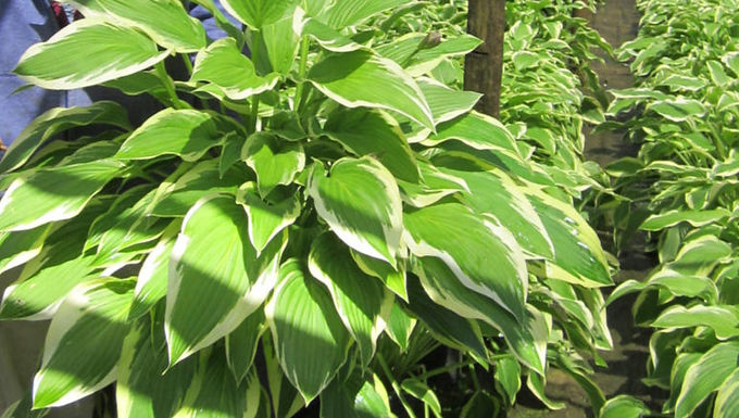 Hosta fortunei 'Antioch' ANTIOCH HOSTA