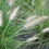 Thumbnail: Pennisetum alopecuroides FOUNTAIN GRASS
