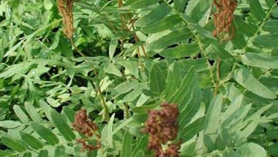 Osmunda regalis ROYAL FERN