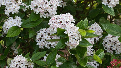 Viburnum x burkwoodii   BURKWOOD VIBURNUM