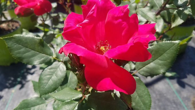 Rosa 'Radrazz' (PP11,836) THE KNOCK OUT® ROSE