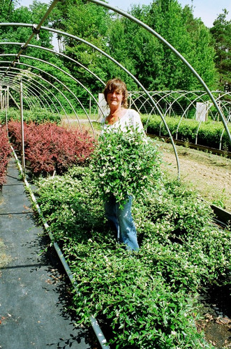 Cotoneaster salicifolius &lsquo;Scarlet Leader&rsquo; SCARLET LEADER COTONEASTER