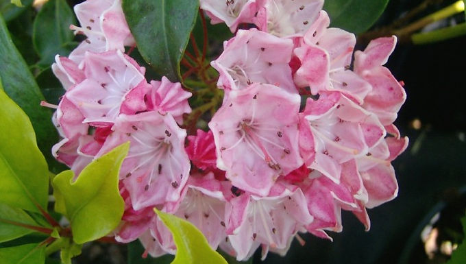 Kalmia latifolia 'Olympic Fire' OLYMPIC FIRE MOUNTAIN LAUREL