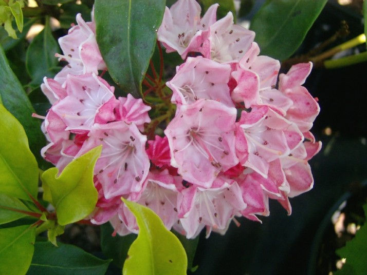 Kalmia latifolia olympic fire