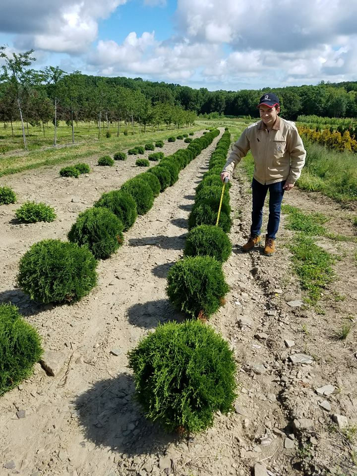 Thumbnail: Thuja occidentalis 'Hetz Midget' HETZ MIDGET GLOBE ARBORVITAE