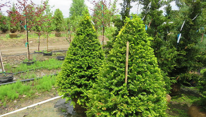 Taxus cuspidata capitata JAPANESE UPRIGHT YEW