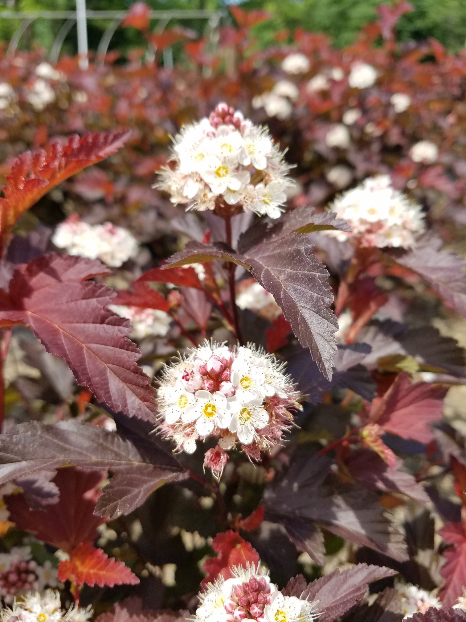physocarpus-opulifolius-center-glow-center-glow-ninebark