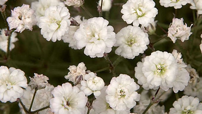 Gypsophilla 'ESM Chispa' PP19318 SUMMER SPARKLES® BABY'S BREATH