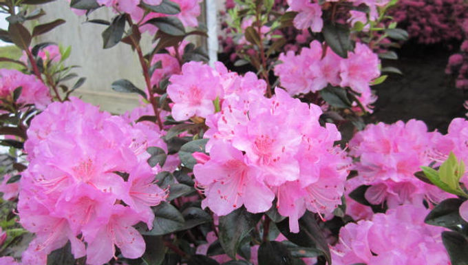 Rhododendron P.J.M. 'Olga' OLGA P.J.M. RHODODENDRON