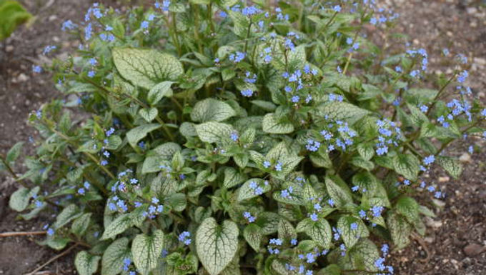 Brunnera 'Queen of Hearts' PP32737 Proven Winner® QUEEN OF HEARTS ALKANET