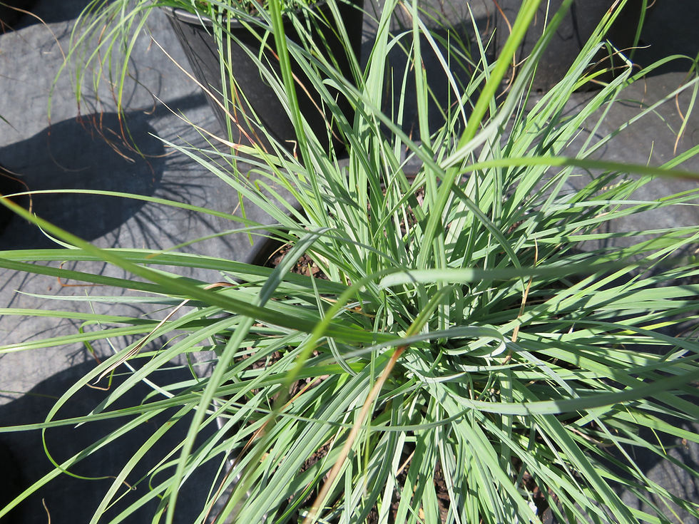Thumbnail: Carex flacca 'Blue Zinger' BLUE ZINGER SEDGE