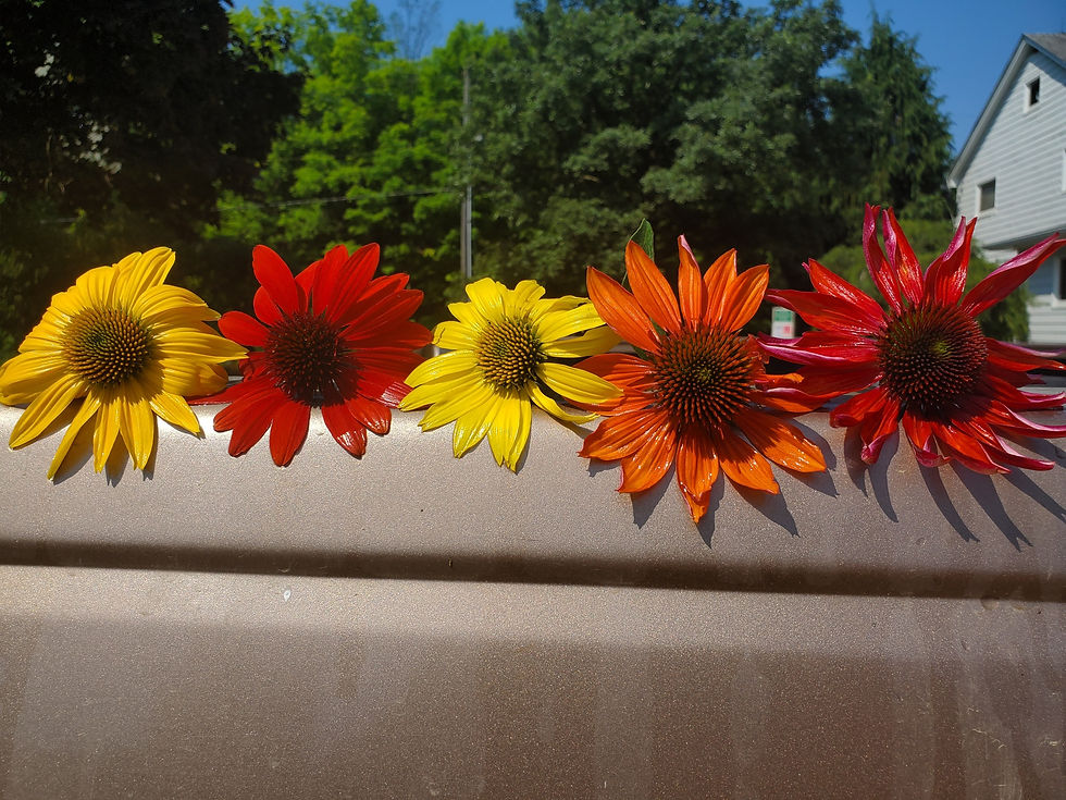 Thumbnail: Echinacea 'Balsomador' (PP 26,639) SOMBRERO® ADOBE ORANGE CONEFLOWER