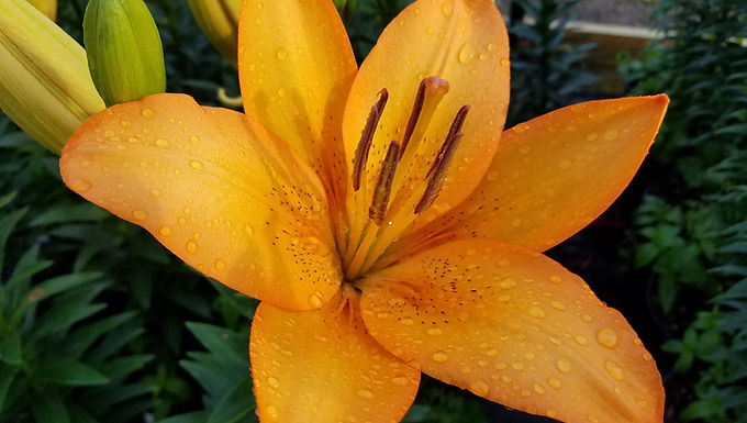 Lilium asiatic 'Brunello' BRUNELLO ASIATIC LILY