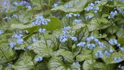 Brunnera macrophylla 'Jack Frost' JACK FROST HEARTLEAF ALKANET