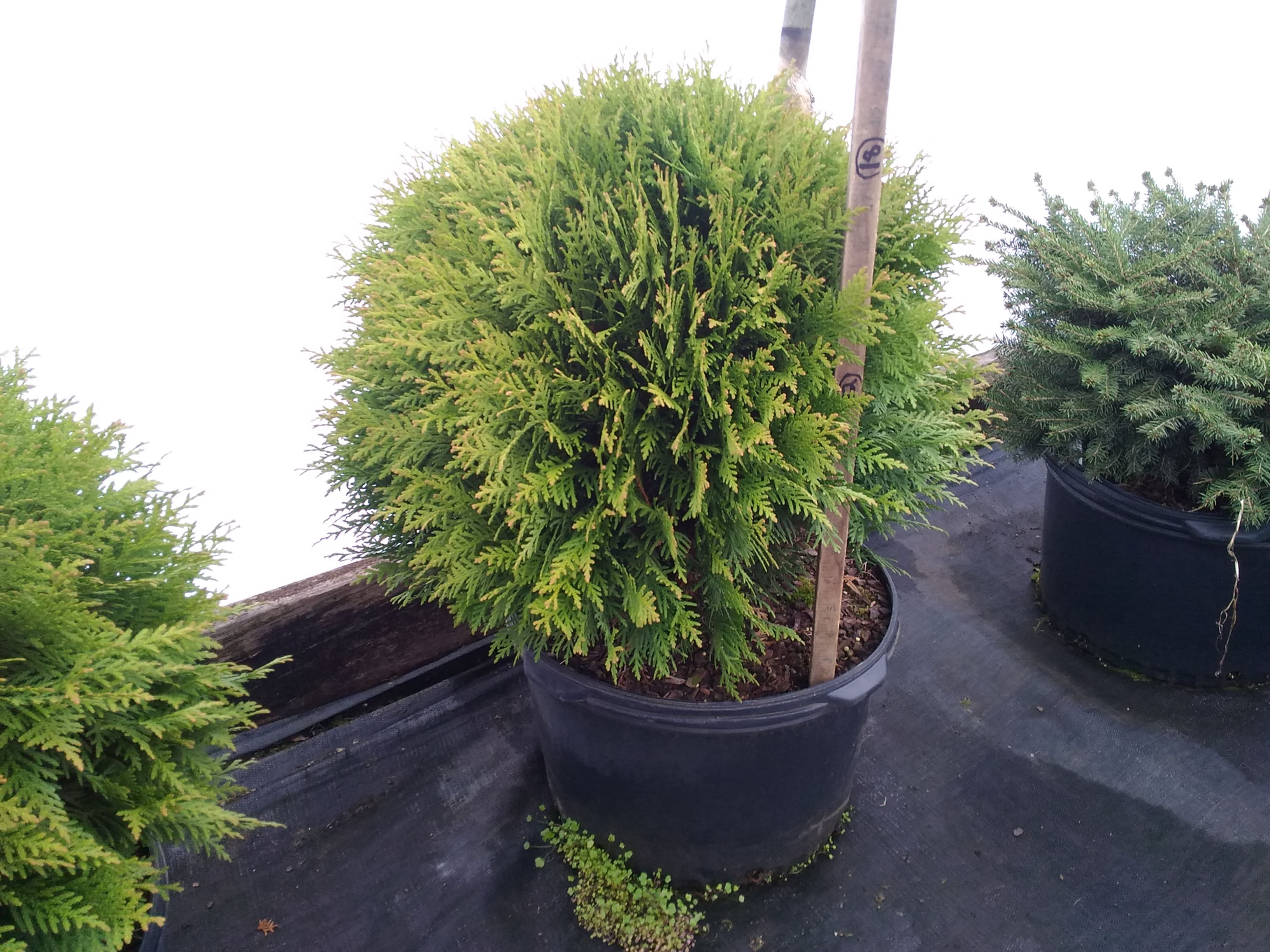 Thuja occidentalis 'Danica' DANICA DWARF GLOBE ARBORVITAE