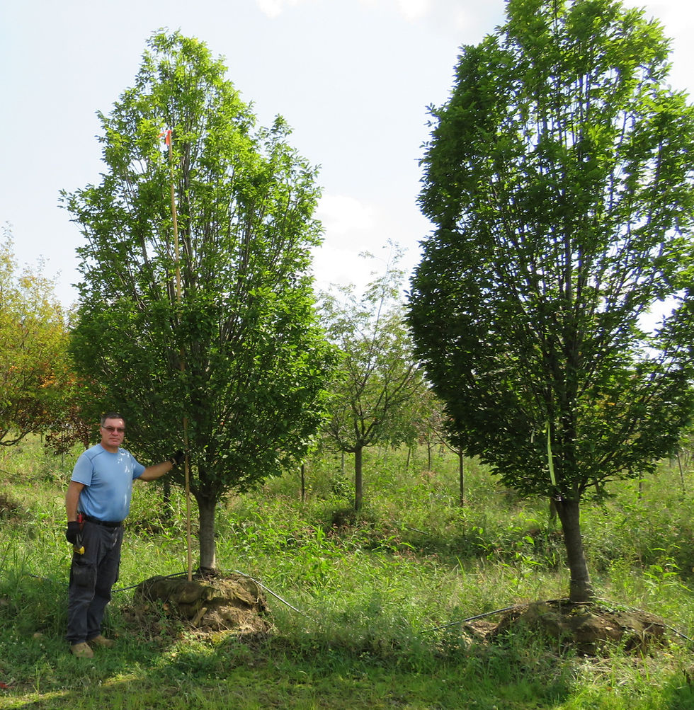 Thumbnail: Carpinus betulus ‘Fastigiata’ PYRAMIDAL EUROPEAN HORNBEAM