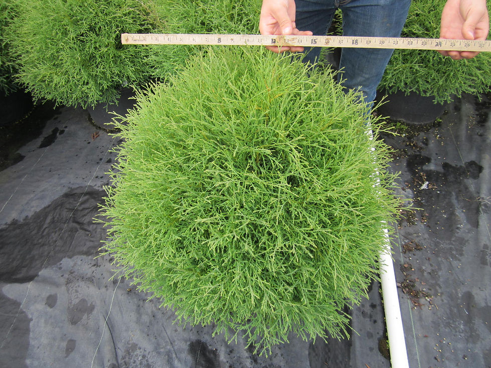 Thuja occidentalis 'Bobozam' MR BOWLING BALL GLOBE ARBORVITAE Regular