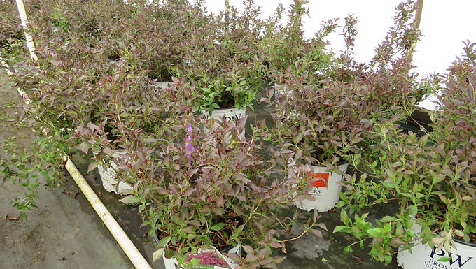 Weigela florida 'Bokraspiwi' (PP 23,781) SPILLED WINE® WEIGELA