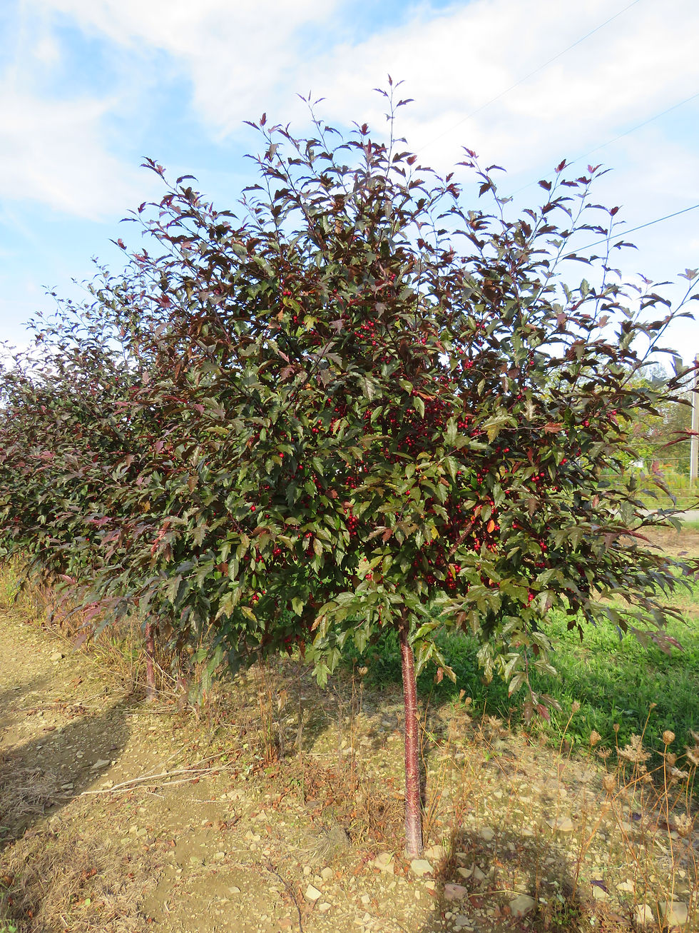 Thumbnail: Malus 'JFS-KW5' (PP 14,375) ROYAL RAINDROPS® CRABAPPLE