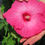 Thumbnail: Hibiscus 'Summer In Paradise' (PP 28,730) SUMMER IN PARADISE HARDY HIBISCUS