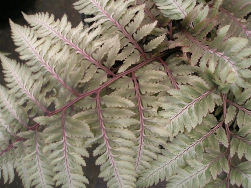 Thumbnail: Athyrium niponicum 'Pictum' JAPANESE PAINTED FERN