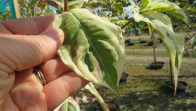 Cornus kousa 'Summer Fun'  SUMMER FUN KOUSA DOGWOOD