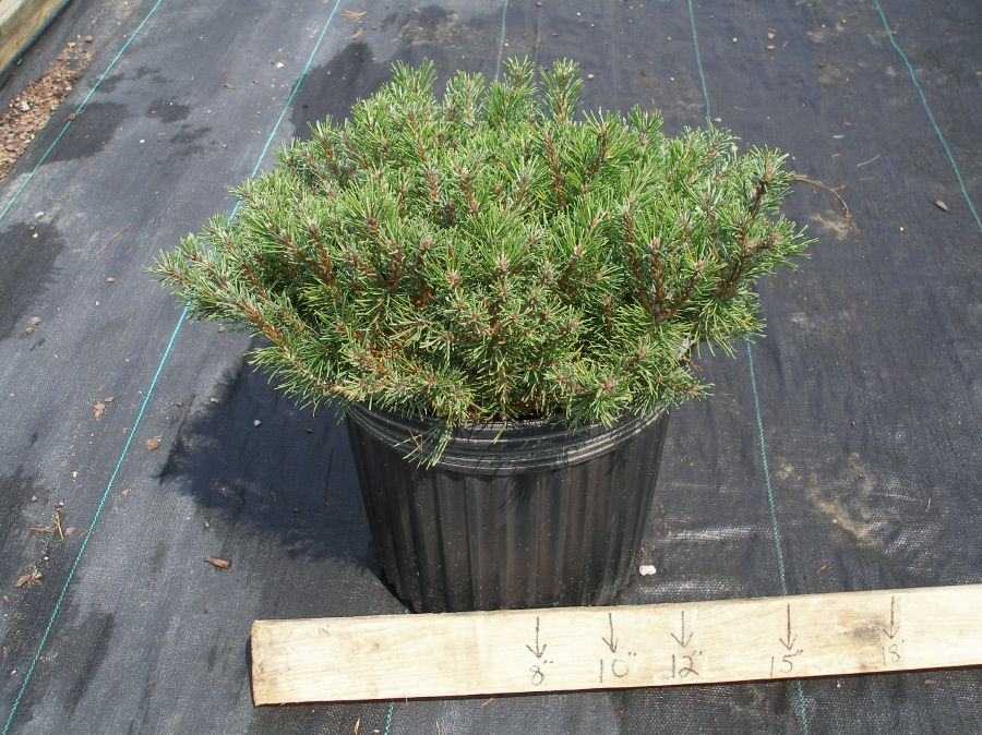 Thumbnail: Pinus mugo 'Slomound' SLOMOUND MUGHO PINE