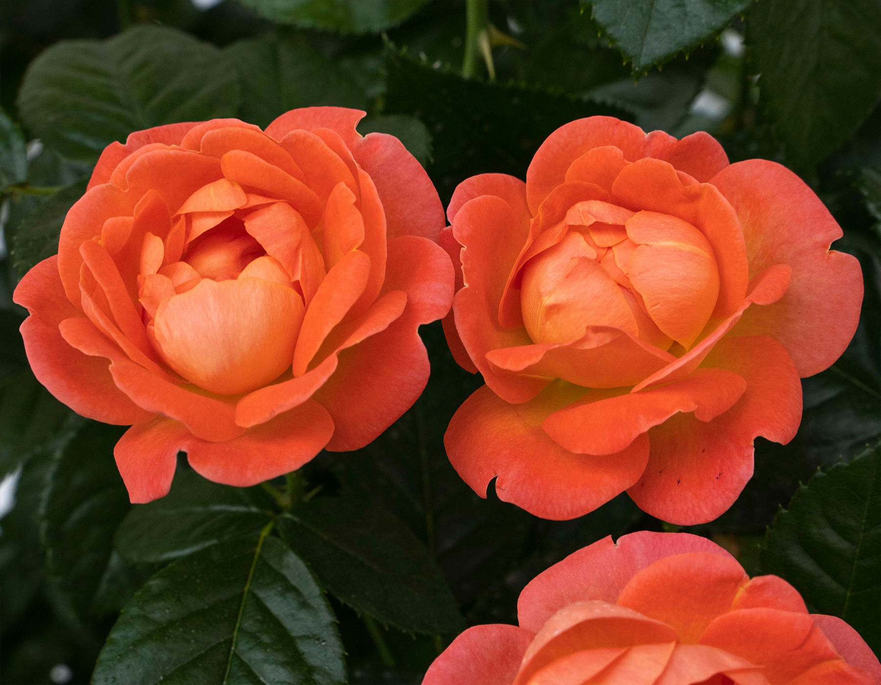 Rosa 'Radslam' (PPAF) ORANGE GLOW™ KNOCK OUT® ROSE