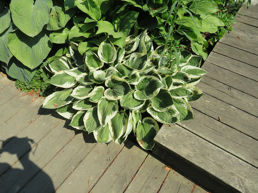 Thumbnail: Hosta fortunei 'Patriot' PATRIOT HOSTA