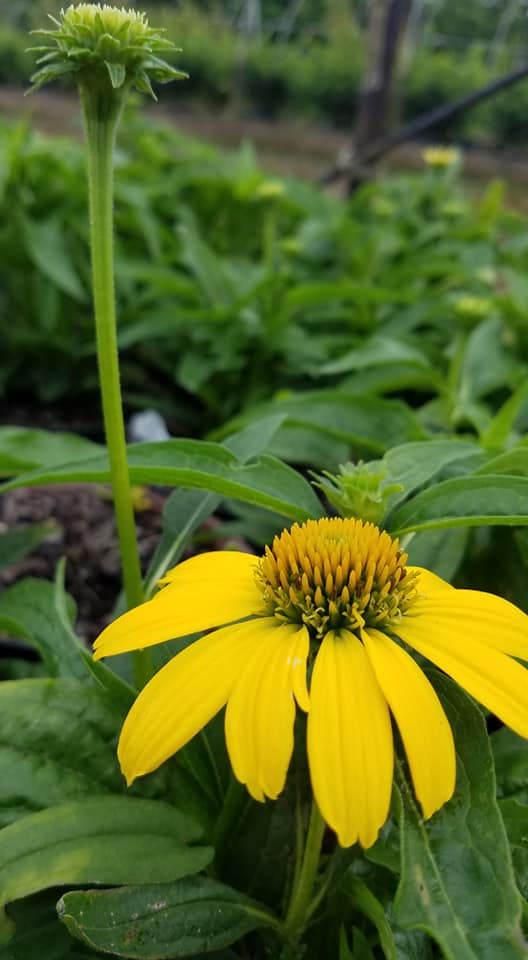 Thumbnail: Echinacea 'Balsomemyim' (PP 30,116)  SOMBRERO® LEMON YELLOW IMPROVED CONEFLOWER
