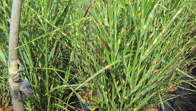 Miscanthus sinensis strictus PORCUPINE MAIDEN GRASS