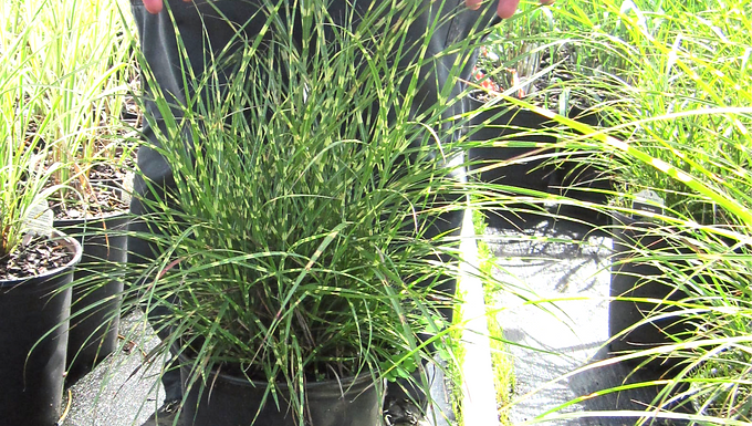 Miscanthus sinensis 'Litte Zebra' (PP 13,008) LITTLE ZEBRA MAIDEN GRASS