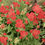 Thumbnail: Achillea 'Sassy Summer Taffy' PP31755  SASSY SUMMER TAFFY YARROW