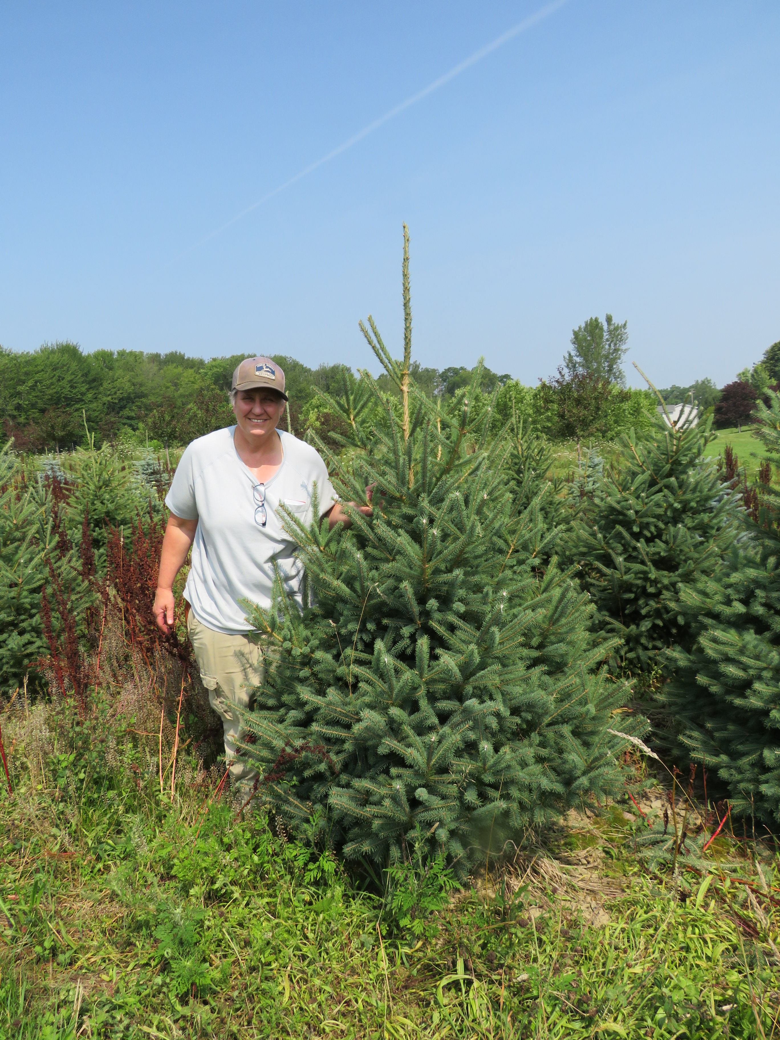 Picea glauca WHITE SPRUCE