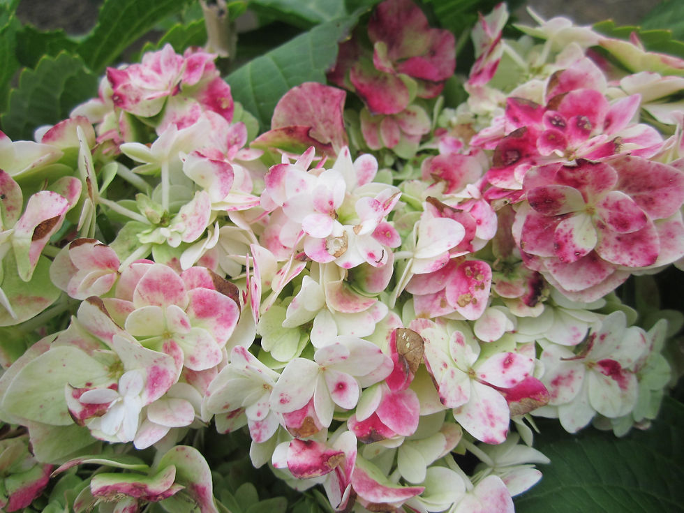 Thumbnail: Hydrangea macrophylla 'Dancing Snow' (PP 21,052) WEDDING GOWN™ HYDRANGEA