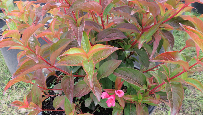 Weigela florida 'Verwof 1' (PP 30,866) STROBE™ WEIGELA