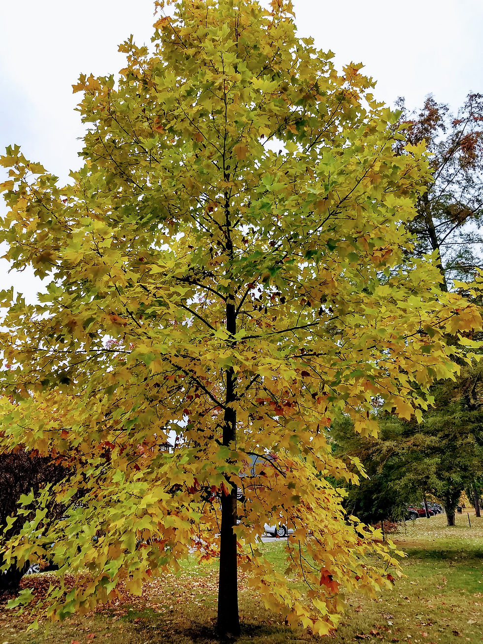 Thumbnail: Liriodendron tulipifera	TULIP TREE