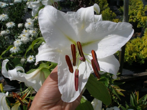 Thumbnail: Lilium oriental 'Casa Blanca' CASA BLANCA ORIENTAL LILY