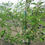 Thumbnail: Malus domestica 'Golden Delicious'  GOLDEN DELICIOUS SEMI-DWARF APPLE