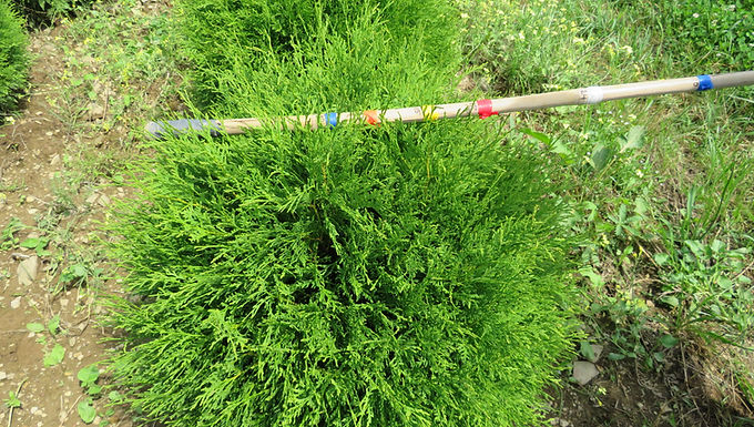 Thuja occidentalis 'Woodwardii' WOODWARD GLOBE ARBORVITAE