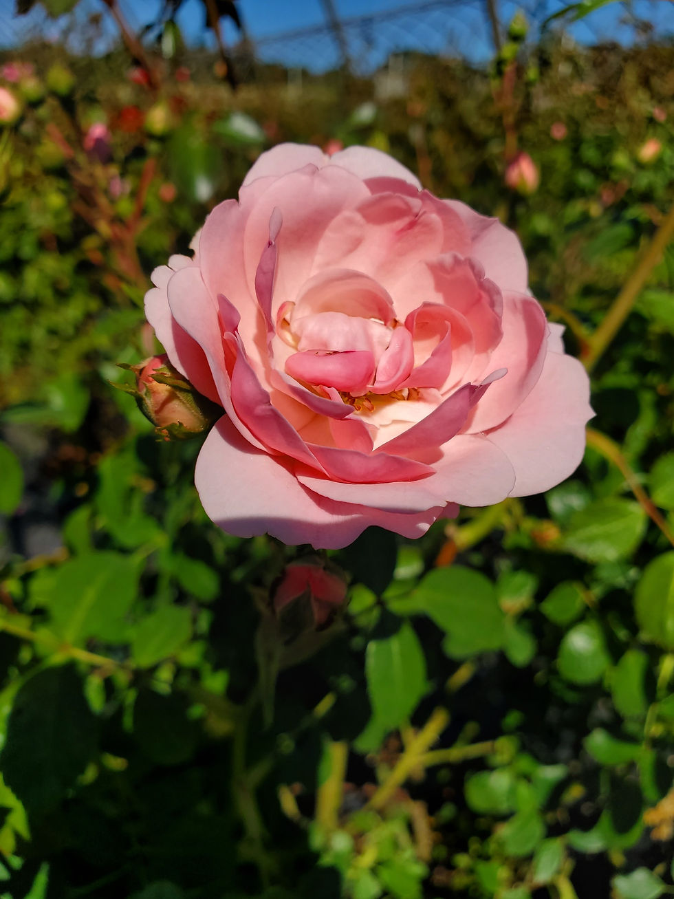 Thumbnail: Rosa 'Meiggili' (PP18,542) PEACH DRIFT® ROSE