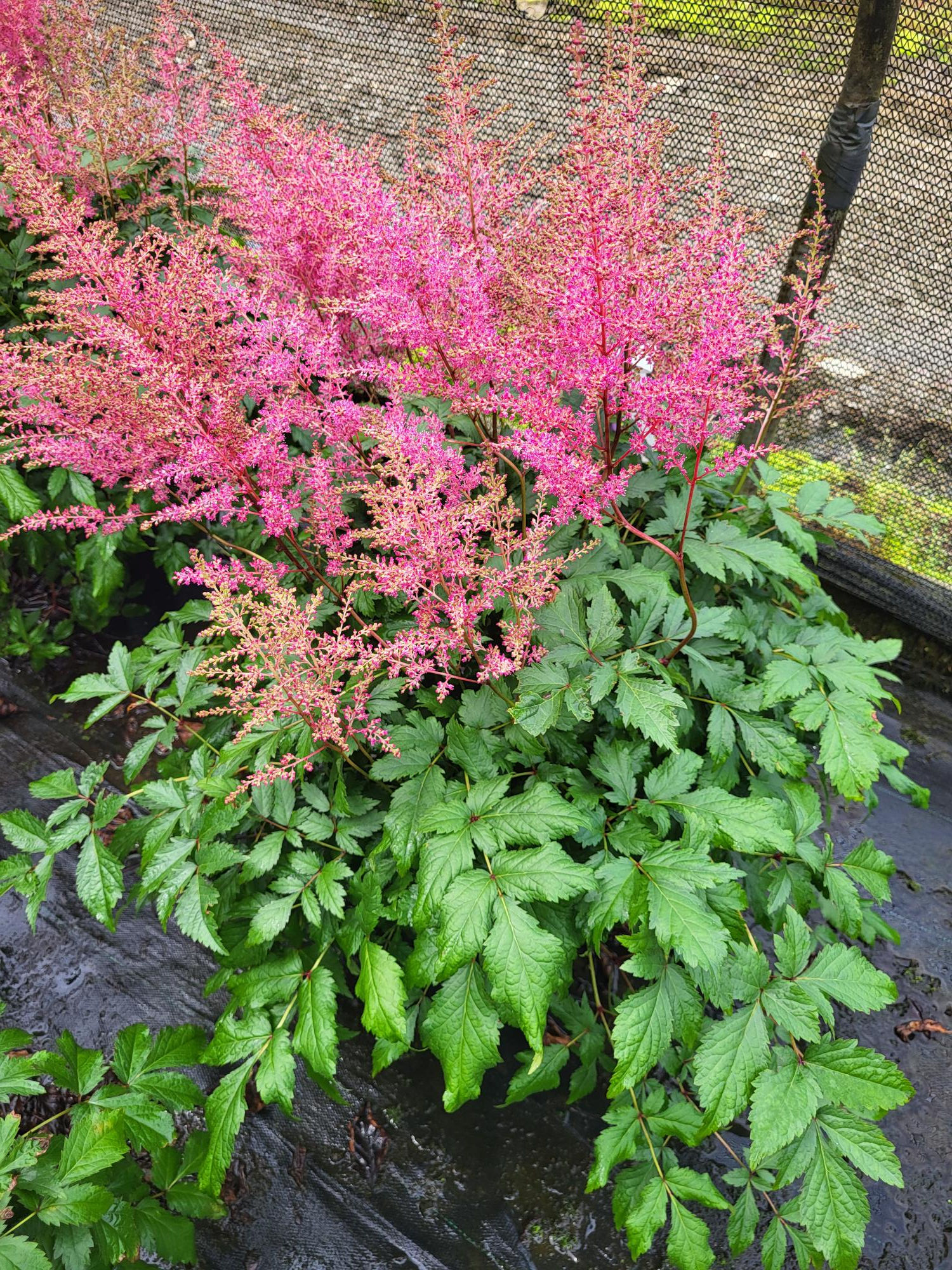 Astilbe x arendsii 'Rheinland' RHEINLAND ASTILBE