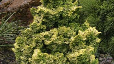 Chamaecyparis obtusa 'Nana Lutea' GOLDEN DWARF FALSE CYPRESS