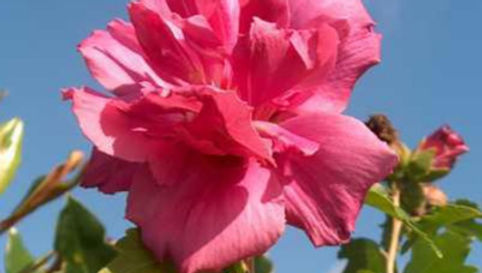 Hibiscus syriacus 'Lucy' LUCY ROSE-OF-SHARON