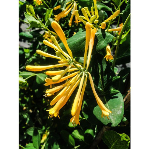 Lonicera sempervirens 'John Clayton' JOHN CLAYTON HONEYSUCKLE Regular