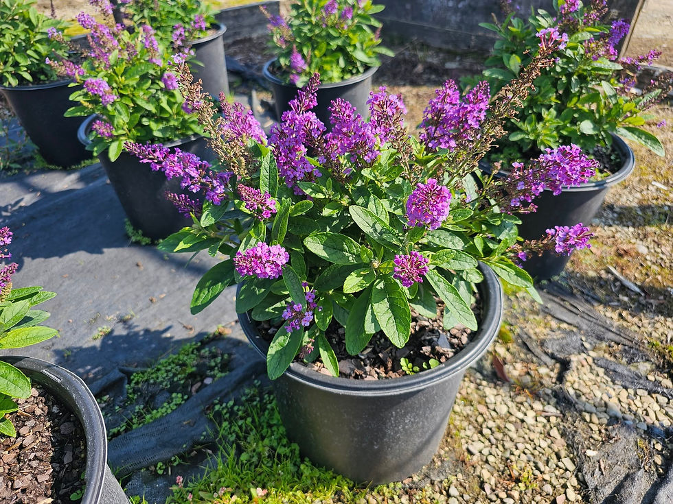 Buddleia davidii 'Buddaplav' (PPAF) DAPPER® LAVENDER BUTTERFLY BUSH