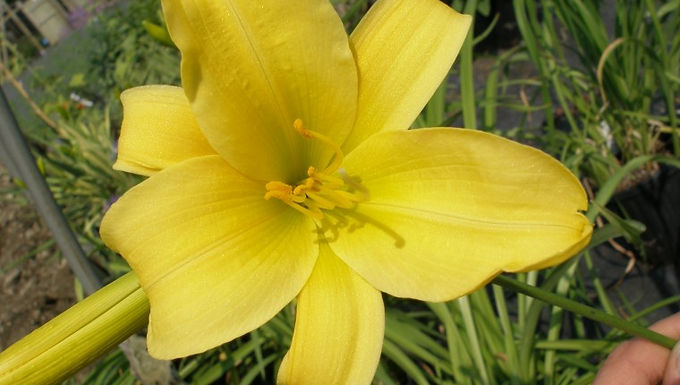 Hemerocallis 'Mary Todd' MARY TODD DAYLILY