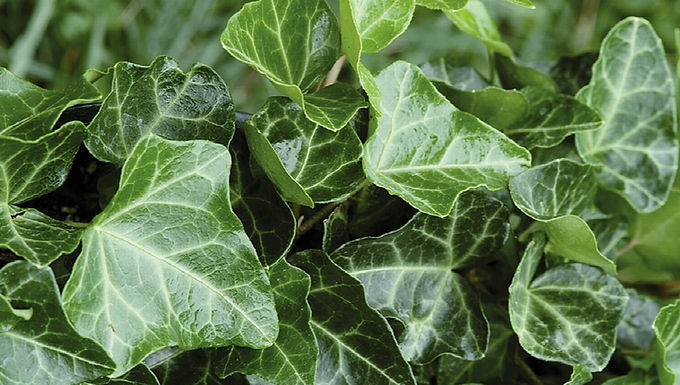 Hedera helix 'Thorndale' THORNDALE ENGLISH IVY