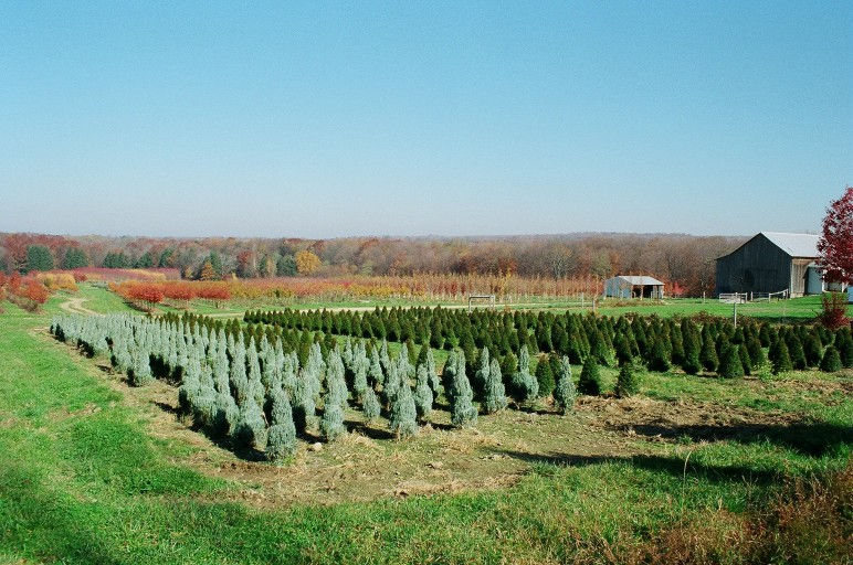 Thumbnail: Juniperus scopulorum 'Wichita Blue' WICHITA BLUE JUNIPER